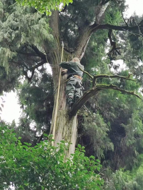 古树避雷针安装